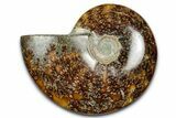 Polished Ammonite (Cleoniceras) Fossil - Madagascar #344285-1